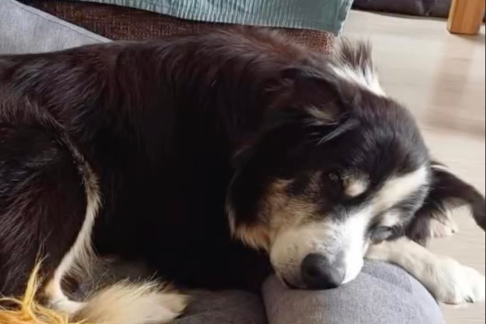 Hunde-Opa "Leo" wurde kurz vor Weihnachten zum Sterben auf einem Balkon in Bremen ausgesetzt.