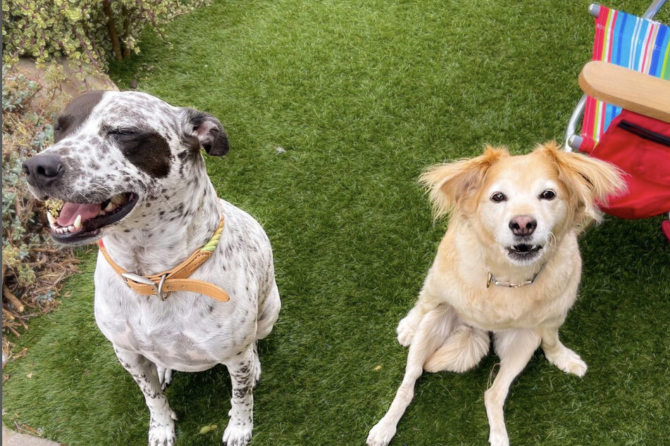 Now, Wyatt (l) has a new canine best friend in Scooty.