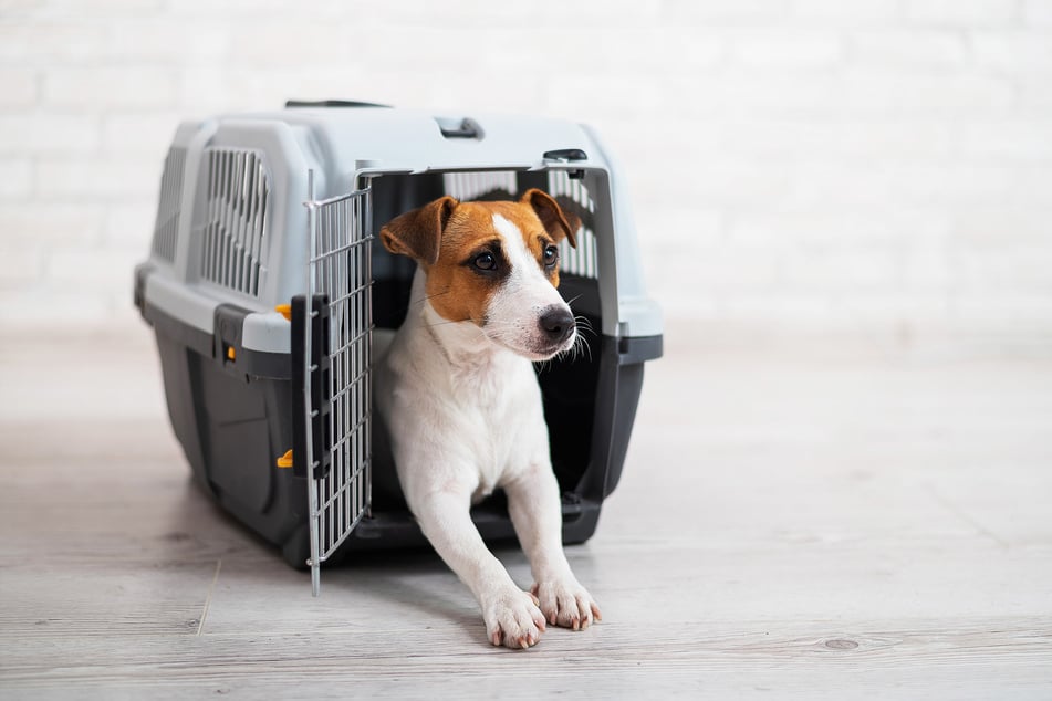 A Jack Russell Terrier is awaiting his journey (stock image).