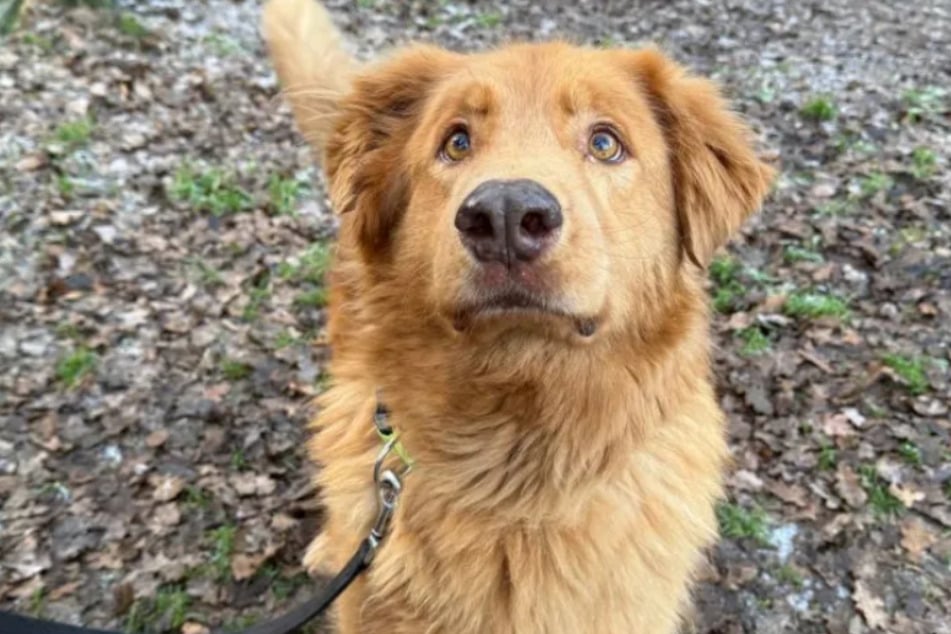 Hund Dudu träumt von einem Zuhause bei netten Leuten, die ihm eine zweite Chance geben.