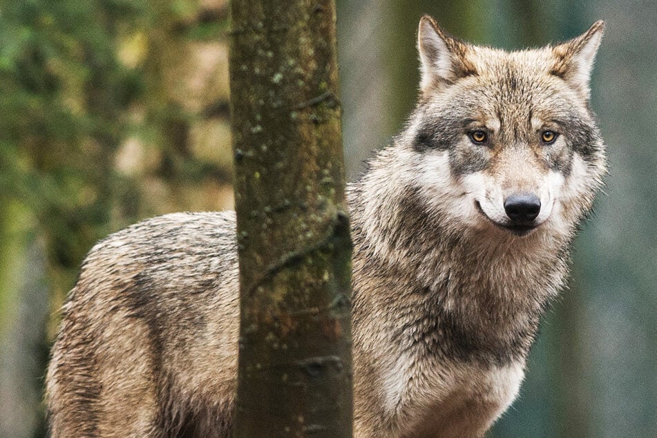 Wölfe: Wolfspaar in Hessen nachgewiesen: Gründen die Raubtiere ein Rudel?