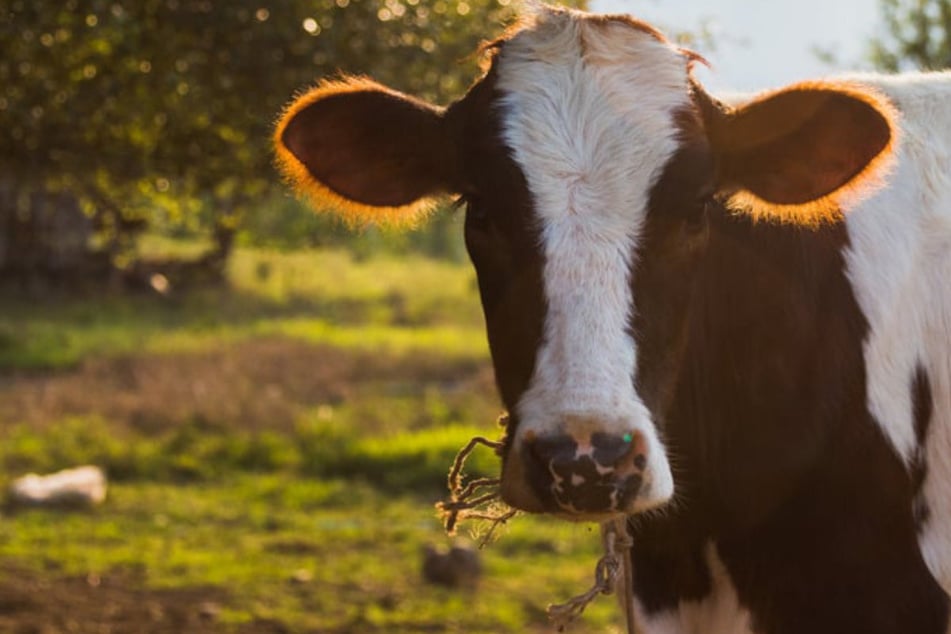 Tödlicher Arbeitsunfall: Kuh zerquetscht Tierarzt (†67) in Stallgebäude