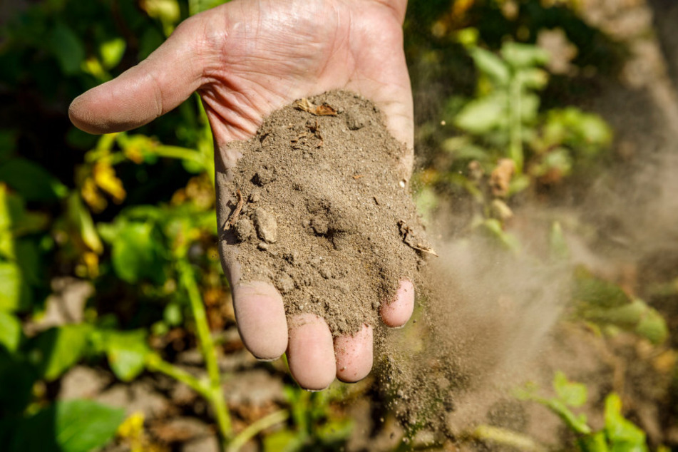 Wie Sand: Die Böden der "Agrargenossenschaft Heidefarm Sdier" brauchen dringend Wasser.