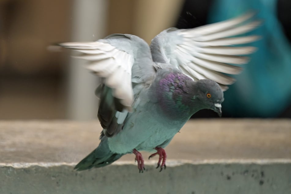 Artesanos encierran palomas y sus polluelos tras una reja: “Les da igual el destino de los animales”.