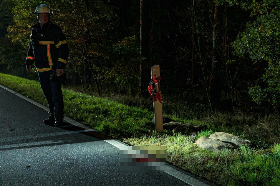 Erst sterben sechs Wildschweine, dann kracht es erneut: Unfall-Drama auf der B456