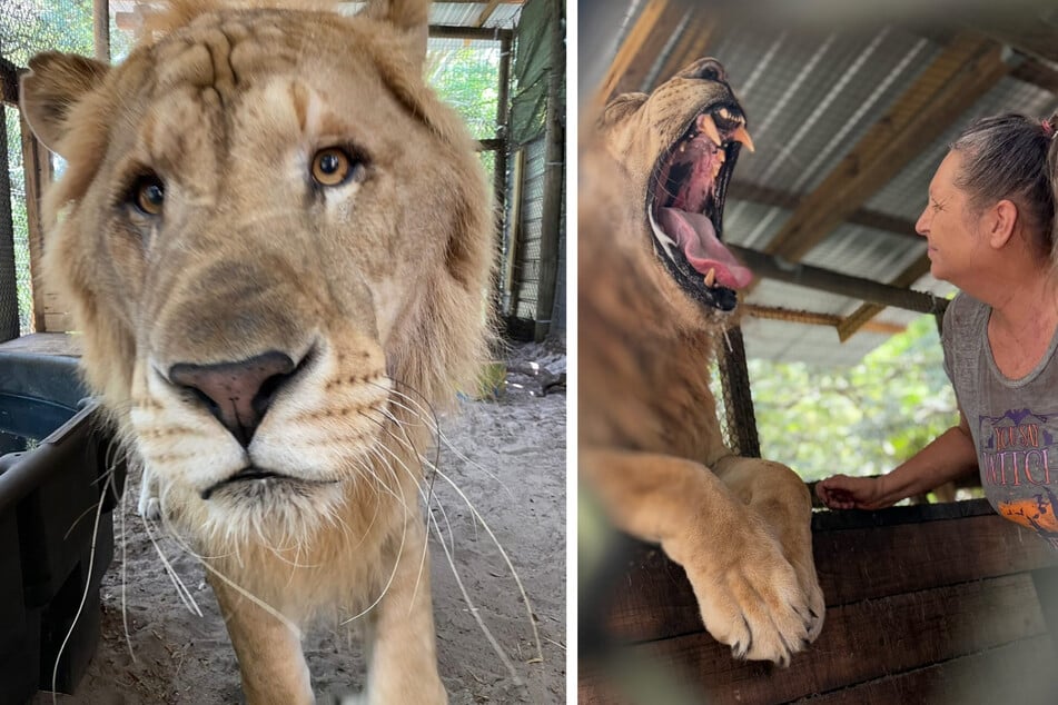 Der einzigartige Hybrid kämpft mit einigen gesundheitlichen Problemen.