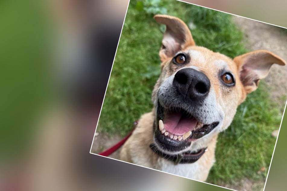 Dierenasiel radeloos: Deze hond tovert iedereen aan het lachen, maar niemand neemt hem aan.