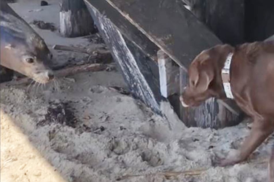 Hund trifft auf Seelöwe: Was dann passiert, lässt keinen kalt