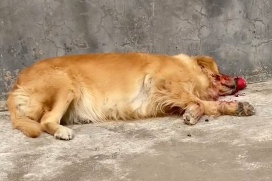 Dog owner panics when he finds his pooch lying on the ground like this