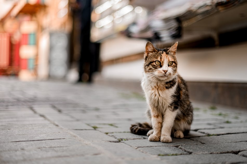 Unbekannte entsorgten eine überfahrene Katze in einem Mülleimer. (Symbolbild)