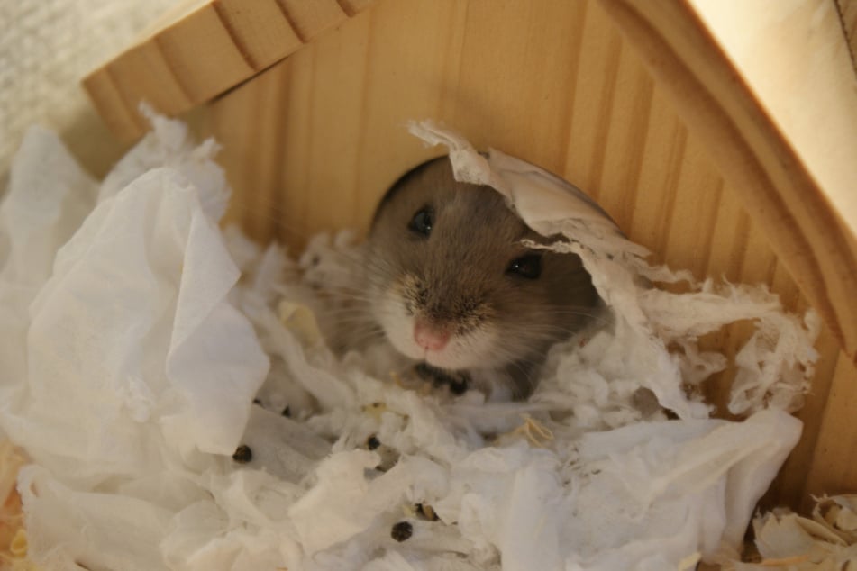 Ein Holzhäuschen und viel Nistmaterial sorgen für angenehme Wärme.