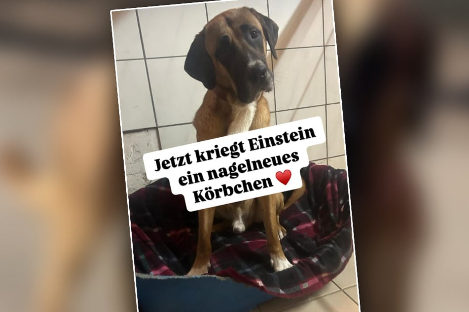 Einstein teilt sich seinen Zwinger im Tierheim zurzeit mit einer Hündin.