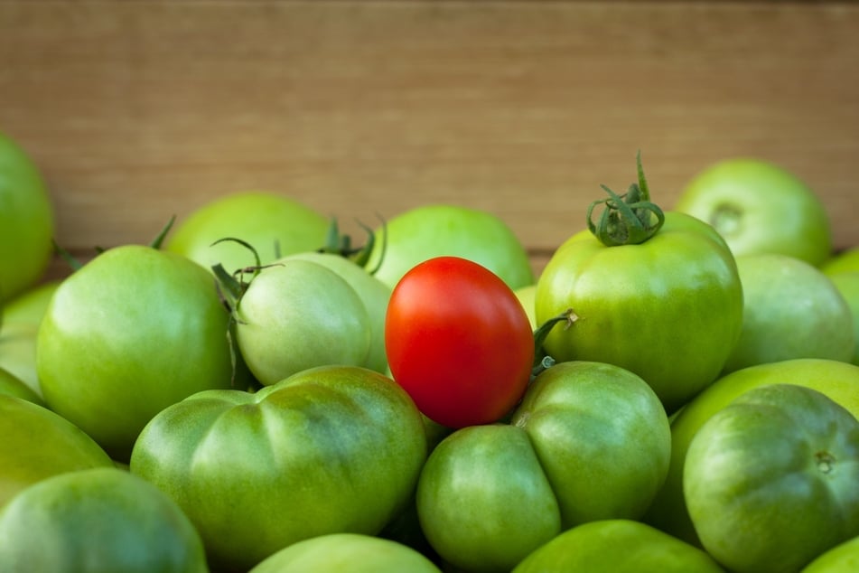 Die Sonnenstunden reichen im Herbst nicht mehr aus, um die Tomaten an der Pflanze reifen zu lassen.