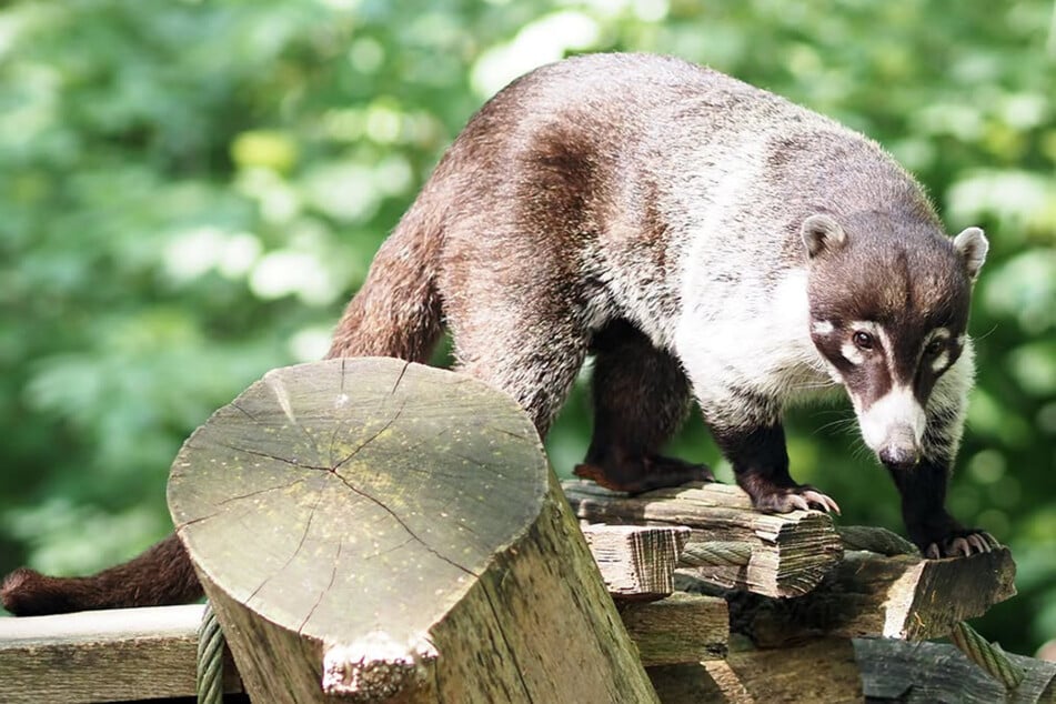 Neuer Nasenbär soll in Leipzig für Nachwuchs sorgen, aber: "Die Mädels, die wir haben, das sind so kleine Dreckschleudern"