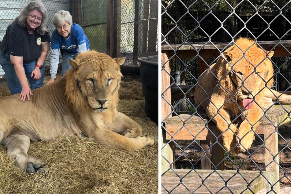 Chimera ist in Florida einzigartig: Seine Mutter war halb Löwin, halb Tiger und sein Vater ein Löwe.