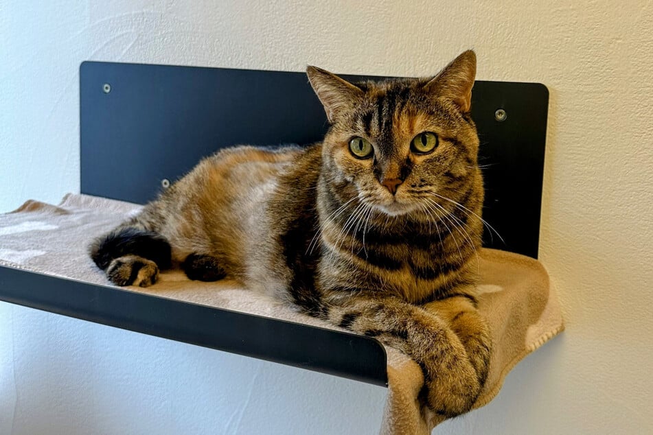 Katze Trixie sehnt sich nach einem neuen Zuhause bei liebevollen Menschen.