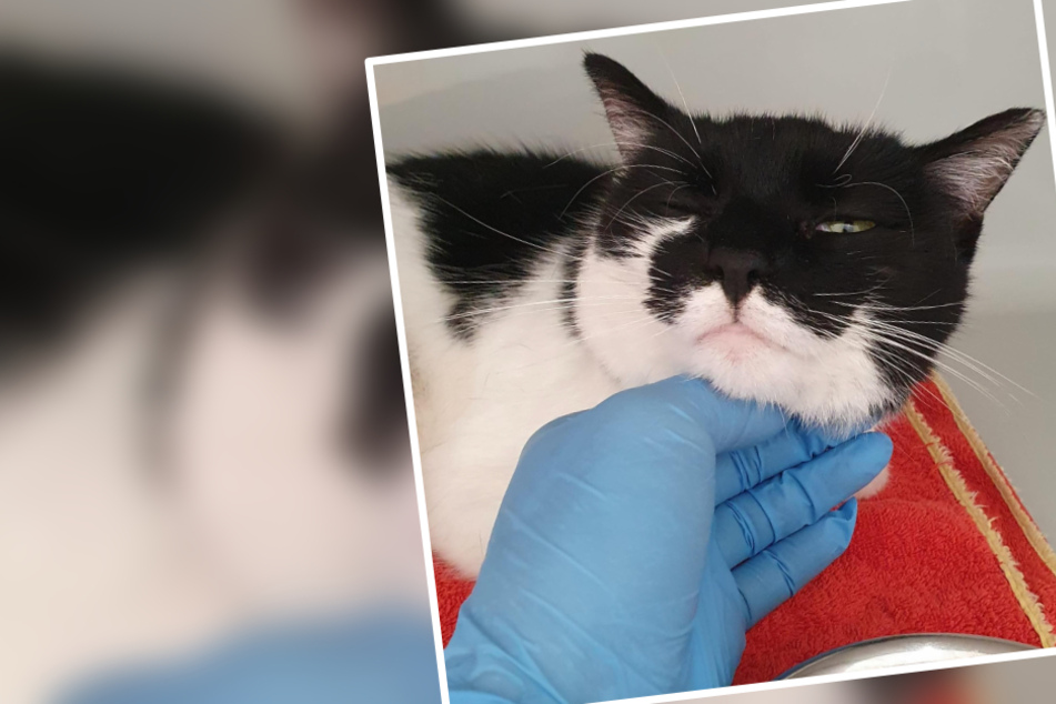 Zurückgelassen und dauerkrank: Tapfere Katze will nur gesund und adoptiert werden