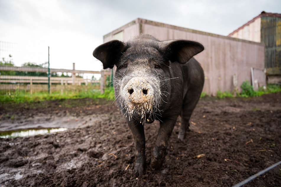 Das bei Instagram bekannt gewordene Angler Sattelschwein Bobby steht auf dem Bioland Hof Sonnenschein.