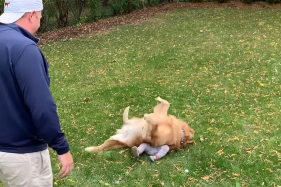 Der lustige Fauxpas von Golden Retriever Norman liegt in Wahrheit schon einige Jahre zurück. Der Grund, warum es jetzt eingestellt wurde, ist umso trauriger.