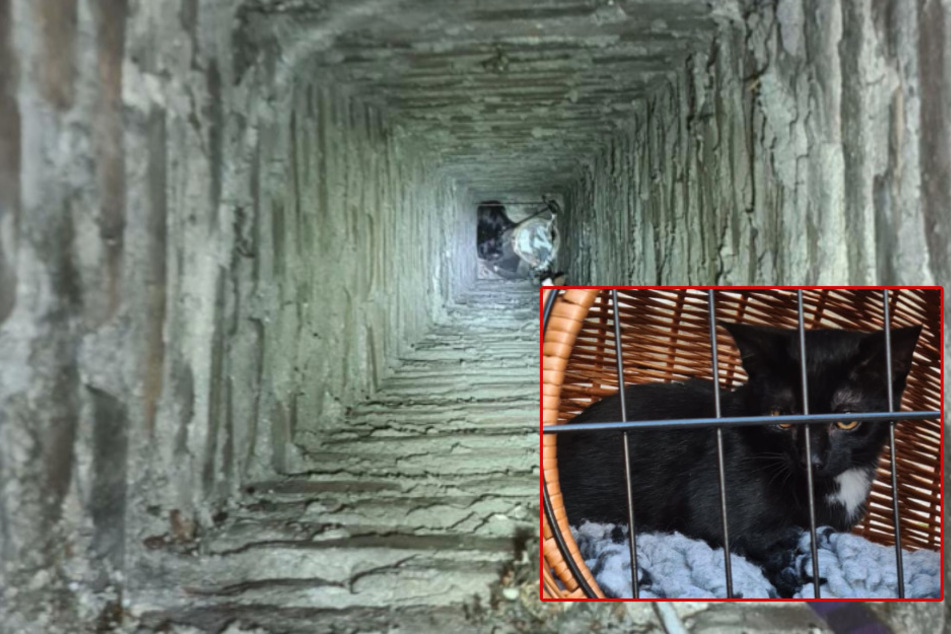 Köln: Kölner Feuerwehr rettet verirrte Babykatze