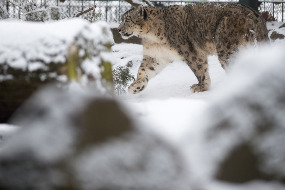 Eiskaltes Wetter - doch die Zoo-Tiere sind völlig unbeeindruckt