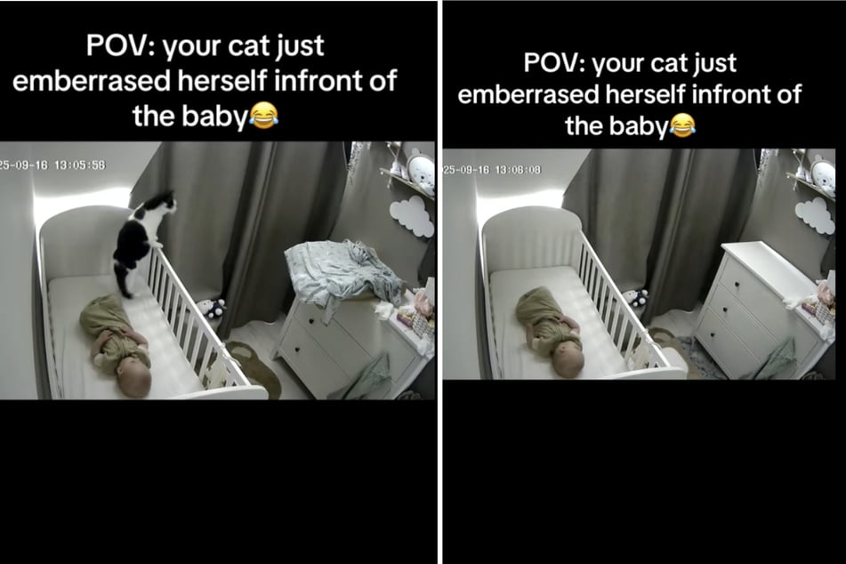 Obwohl Katze Bobo ihren Sprung so gut geplant hatte, wurde daraus eine Bruchlandung.