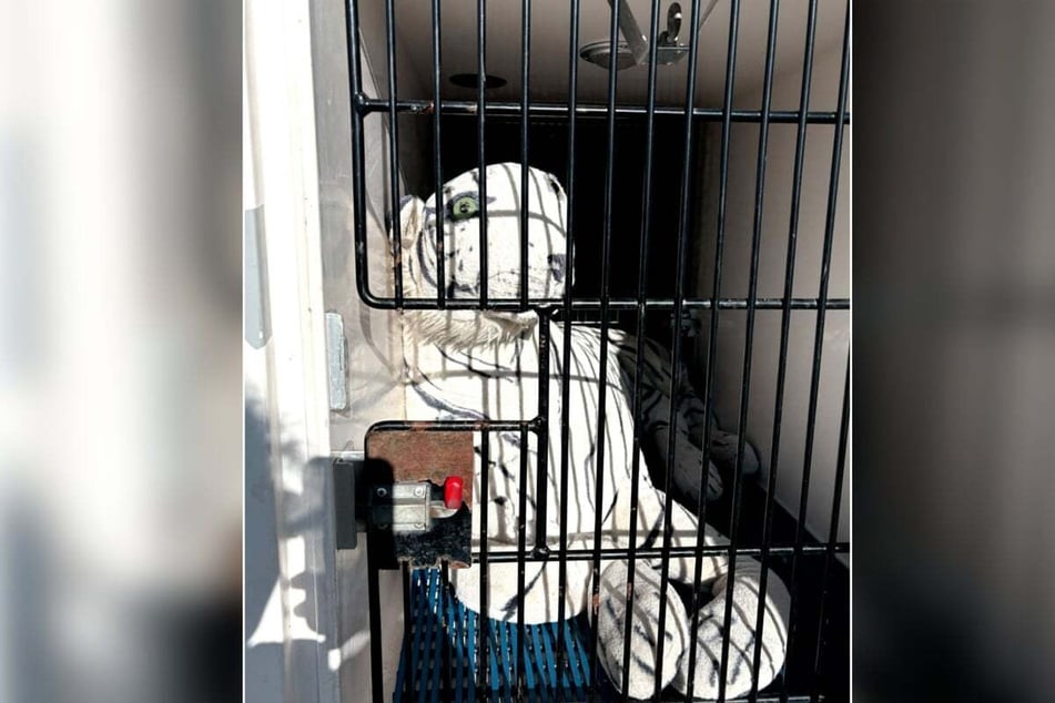 The animal rights activist "rescued" the tiger and loaded it into the back of her truck so no one else would think to report it as an injured animal.