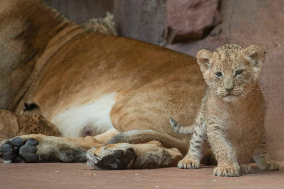 Die drei Löwenbabys sind endlich für Besucher des Erfurter Zooparks zu sehen.