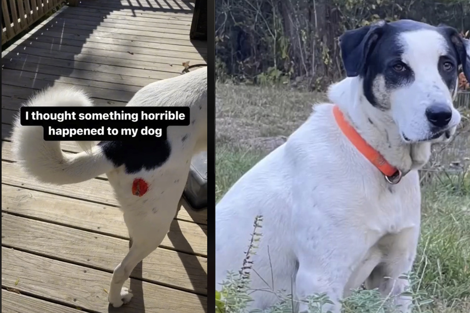 A dog named Jack scared the heck out of his owner after a tomato got stuck to his hip.