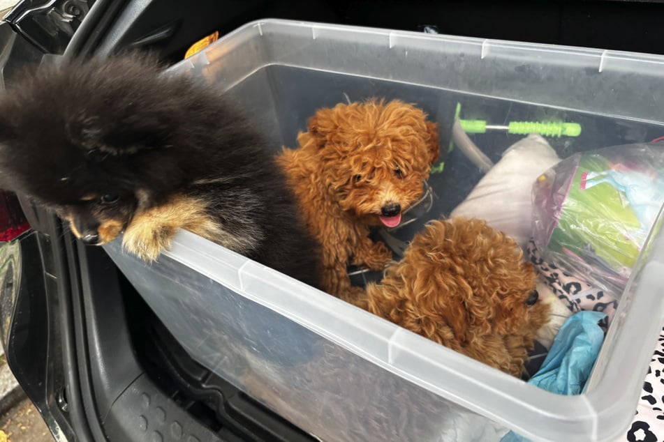 Berliner Polizei rettet kranke Hundebabys aus Kofferraum: "Wir hoffen, sie überleben"