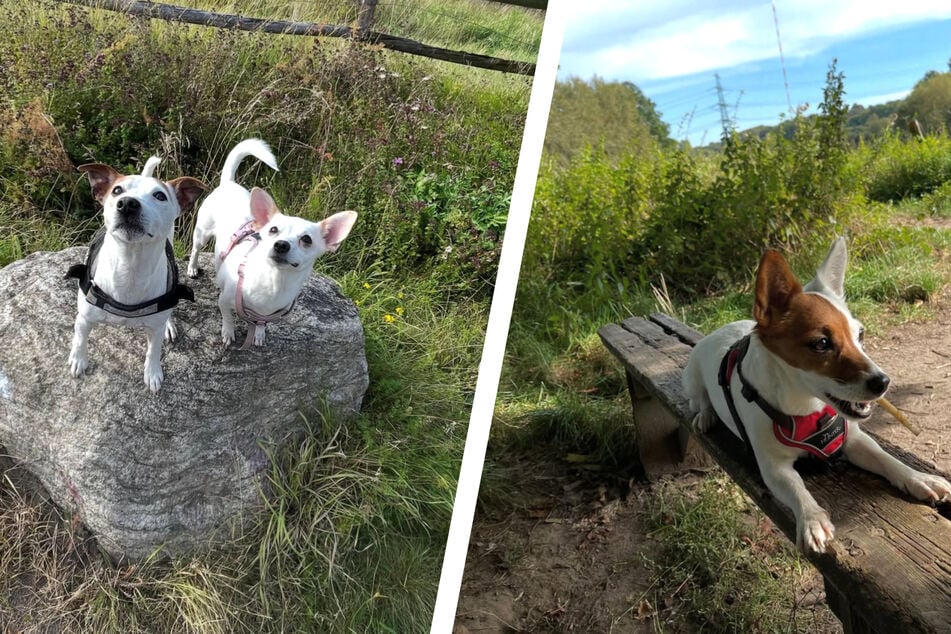 Auf Instagram teilte Schmidt häufiger Bilder seiner Hunde Toffy und Batsy (l.) sowie von der verstorbenen Maja (r.).