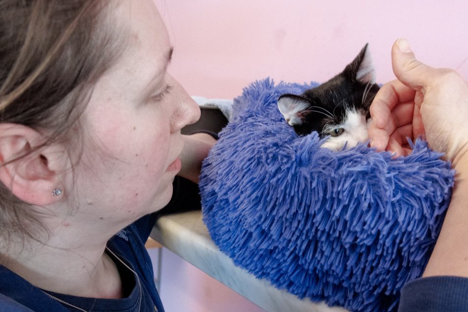 Eine Tierpflegerin begrüßt eine junge Fundkatze im Tierheim Henstedt-Ulzburg.