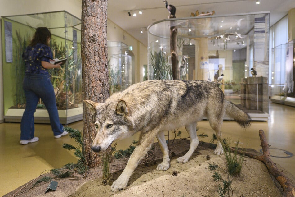 Dieser Wolf wird sein Revier demnächst wechseln.