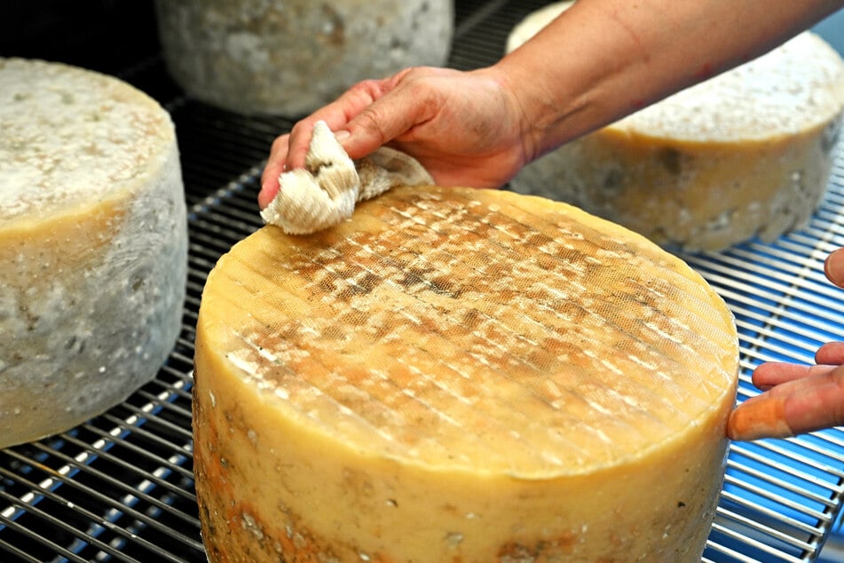 Der Cheddar verbringt einige Zeit im kühlen Reifeschrank.