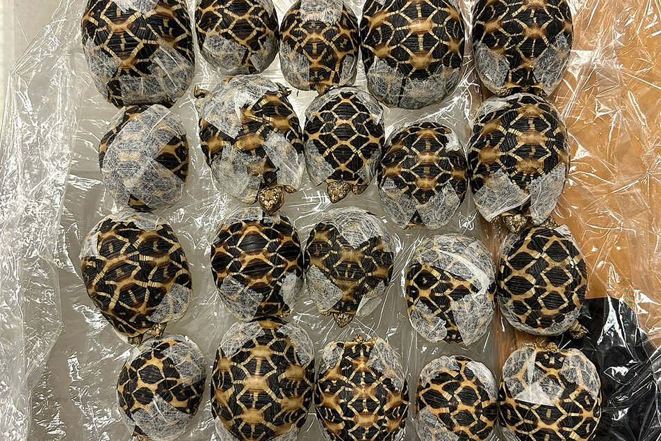 Teen stopped with 30 protected tortoises taped to her body at a Thai airport!