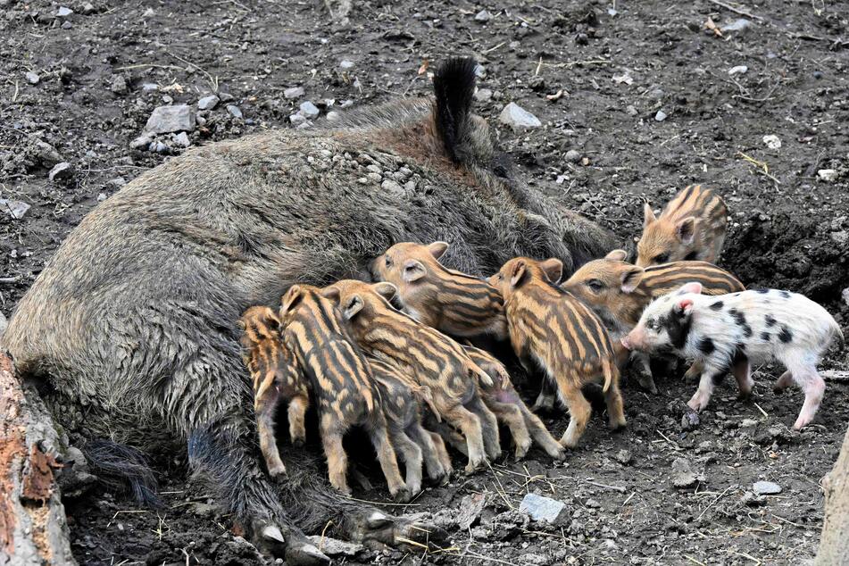 Für die Bachen macht es keinen Unterschied, wie ihre Nachkommen aussehen.