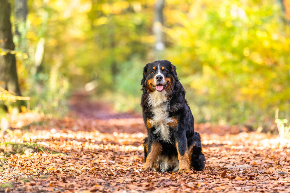 Bernese mountain dogs are shockingly beautiful, and insanely cute.
