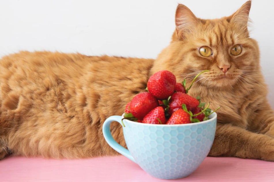 Süßer Snack für Deine Mieze: Dürfen Katzen Erdbeeren fressen?