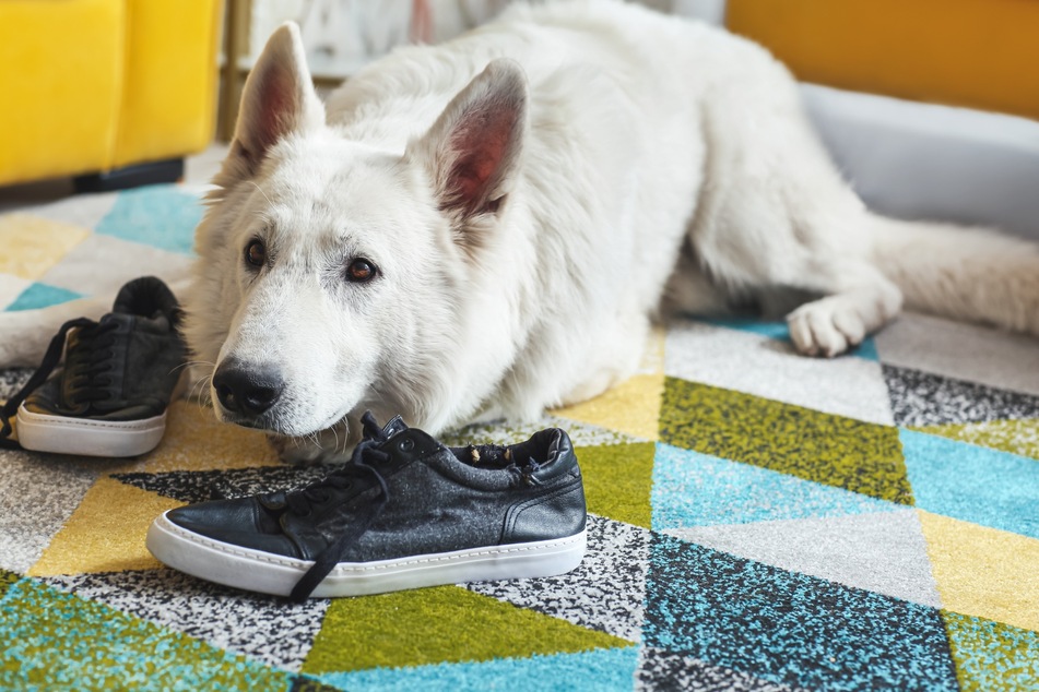 Damit sich Hunde nicht an Schuhen vergreifen, können Schnüffelteppiche helfen.