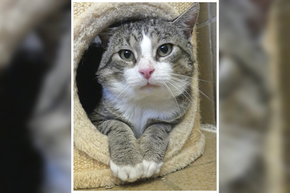 Streuner hatte sich drei Jahre lang auf der Straße durchgeschlagen, ehe ihn ein Katzenfreund ins Tierheim brachte.