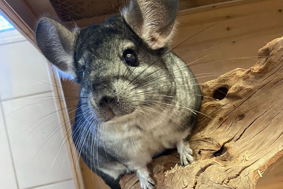 Chinchilla Buzz anhela la compañía de sus semejantes.