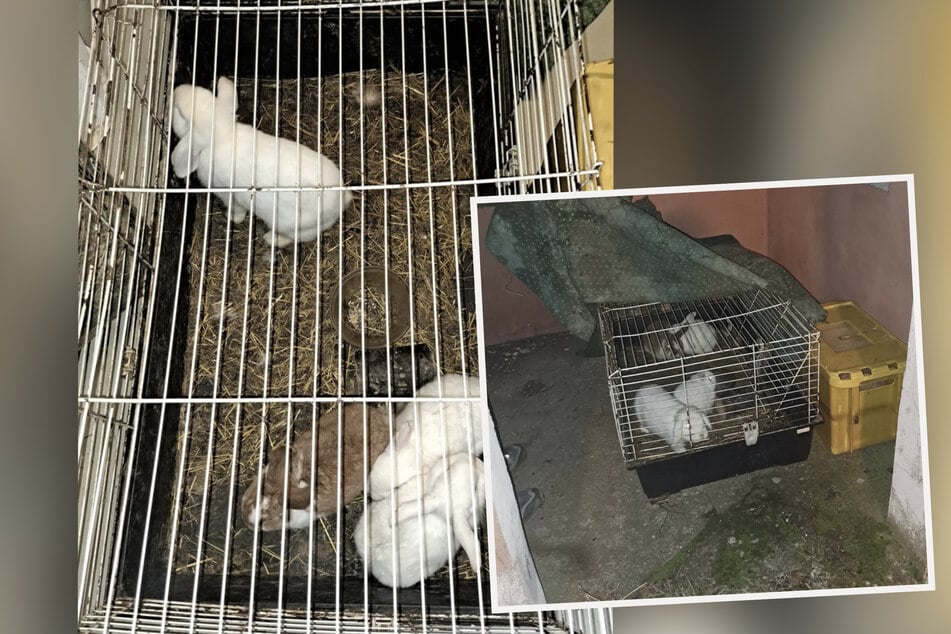 Sechs Kaninchen in völlig verdreckten Käfig ausgesetzt: Tierheim ist "mal wieder fassungslos"