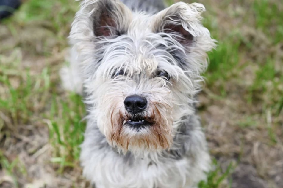 Der kleine Terrier-Mix tut gern seine Meinung kund, wenn er es für angemessen hält.
