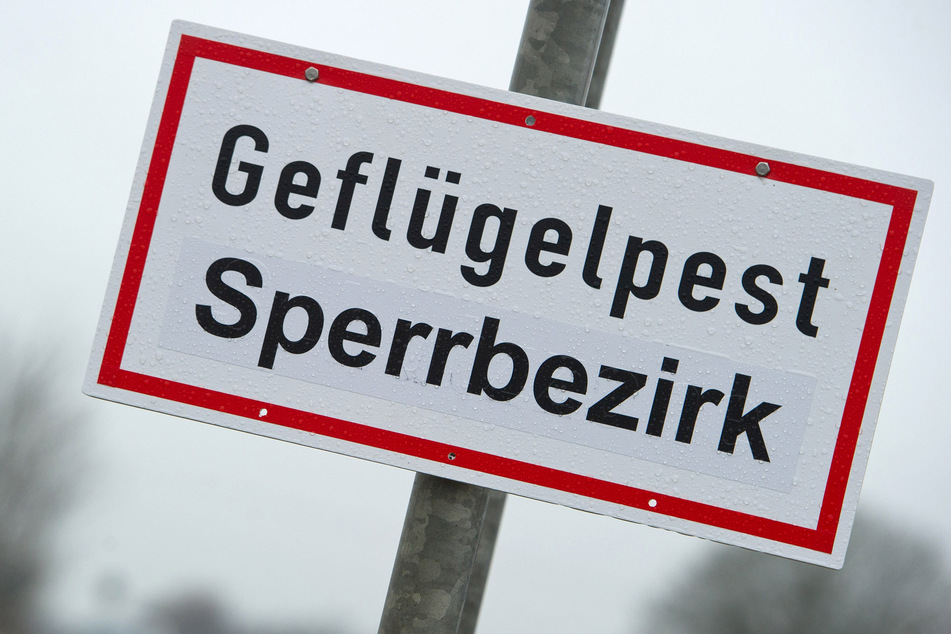 Insgesamt liegen Nachweise der Vogelgrippe aus 29 Kreisen vor. (Symbolbild)