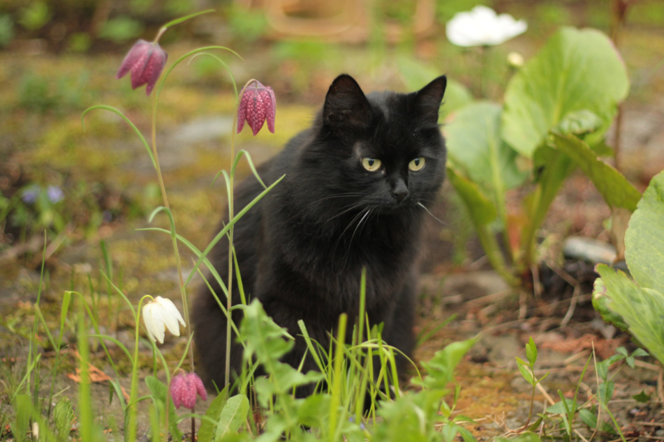 Grausamer Tiermissbrauch: In Wyoming schubsten vier Kinder eine Katze von einem Balkon auf den Bordstein hinunter. (Symbolbild)