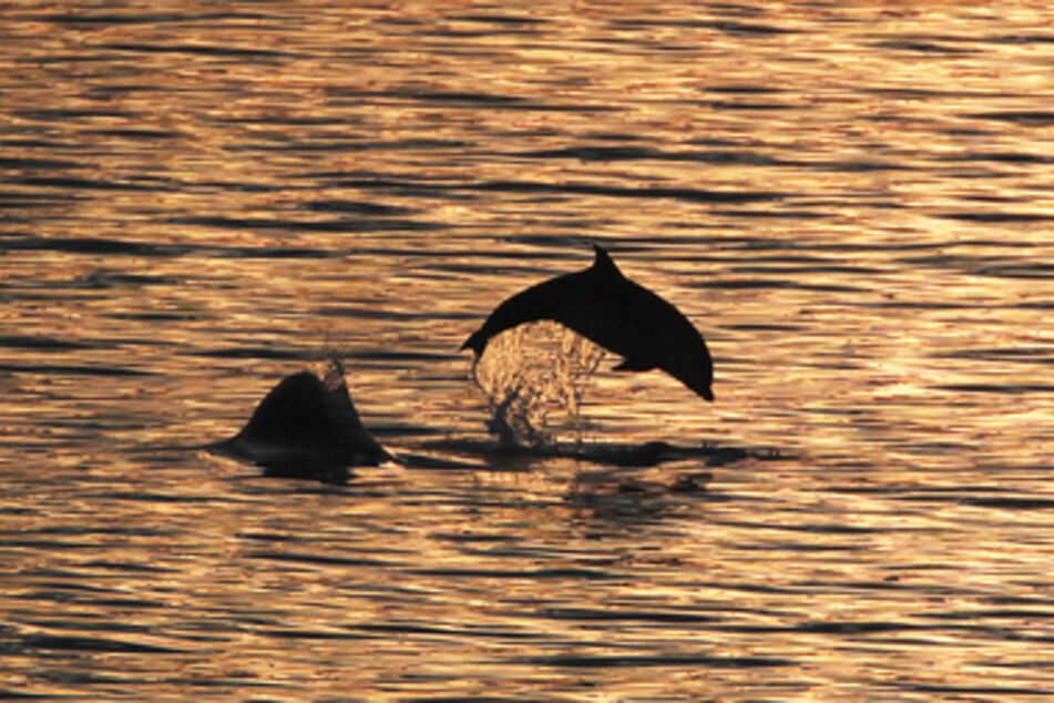 Delfine haben in diesem Jahr bereits sechs Personen in Japan angegriffen. (Symbolbild)