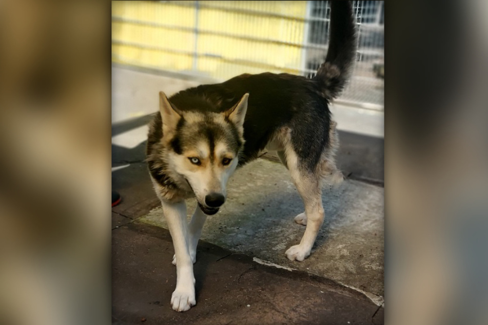 Seit kurzem ist Husky Wolfi ein neuer Mitbewohner im Tierheim in Frankfurt am Main.