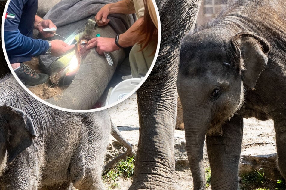 Verletzungs-Schock im Leipziger Zoo: So geht es Akito nach seiner Not-Operation!