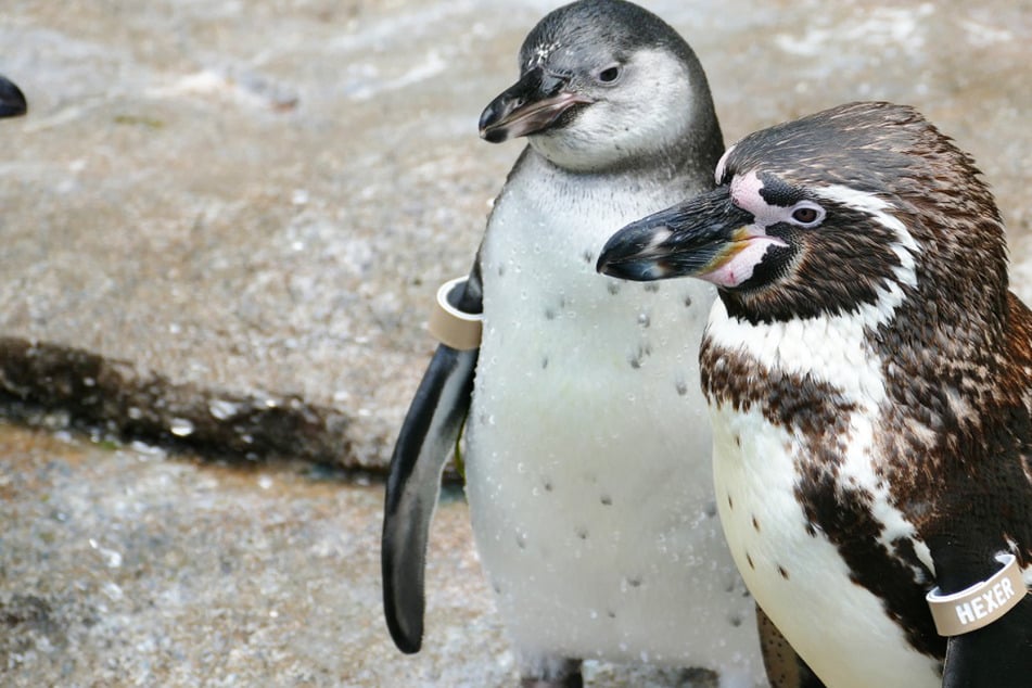 Das Foto zeigt einen der jungen Frankfurter Humboldt-Pinguine (l.) zusammen mit seinem Vater Hexer.