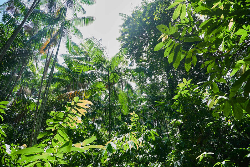 El objetivo real es detener la deforestación para 2030. Pero en lugar de ello, se está destruyendo más superficie forestal, especialmente en 2024.